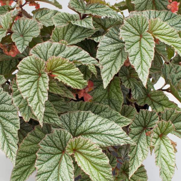 Angel Wing Begonia Frosty Rooted Starter Plant live Begonia from Divine Roots