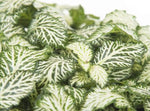 top view of Fittonia Marble Queen Rooted Starter Plant live houseplant from Divine Roots