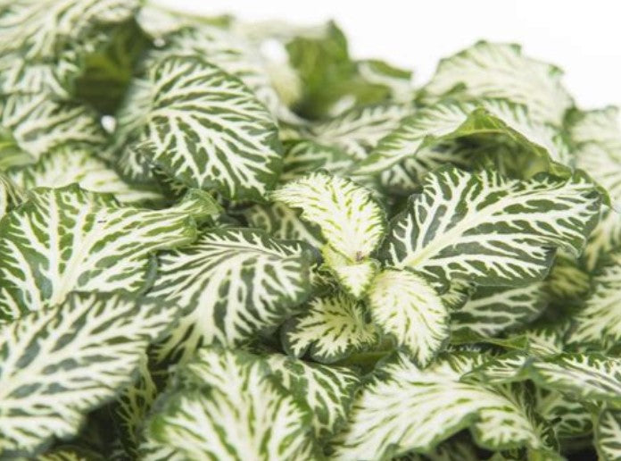 top view of Fittonia Marble Queen Rooted Starter Plant live houseplant from Divine Roots