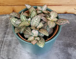 new growth on Fittonia Mistral Rooted Starter Plant live houseplant from Divine Roots