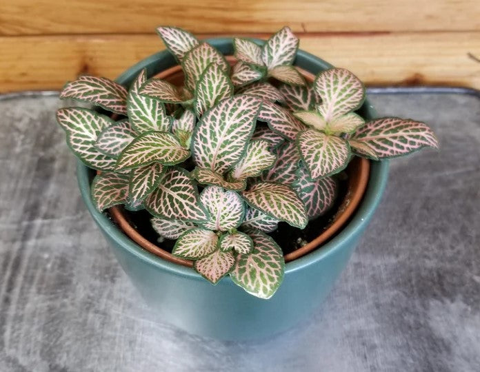 new growth on Fittonia Mistral Rooted Starter Plant live houseplant from Divine Roots
