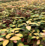 side profile of Joseph’s Coat “Multi-Color Hedge” (Alternathera sp.) live houseplant from Divine Roots