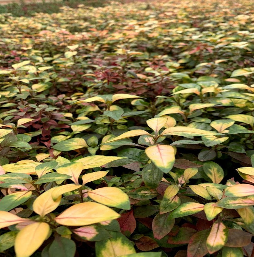 side profile of Joseph’s Coat “Multi-Color Hedge” (Alternathera sp.) live houseplant from Divine Roots