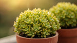 side profile of Sedum Rupestre Lemon Ball live succulent from Divine Roots