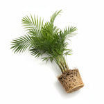 top view of Bella Palm (Chamaedorea elegans) live palm from Divine Roots