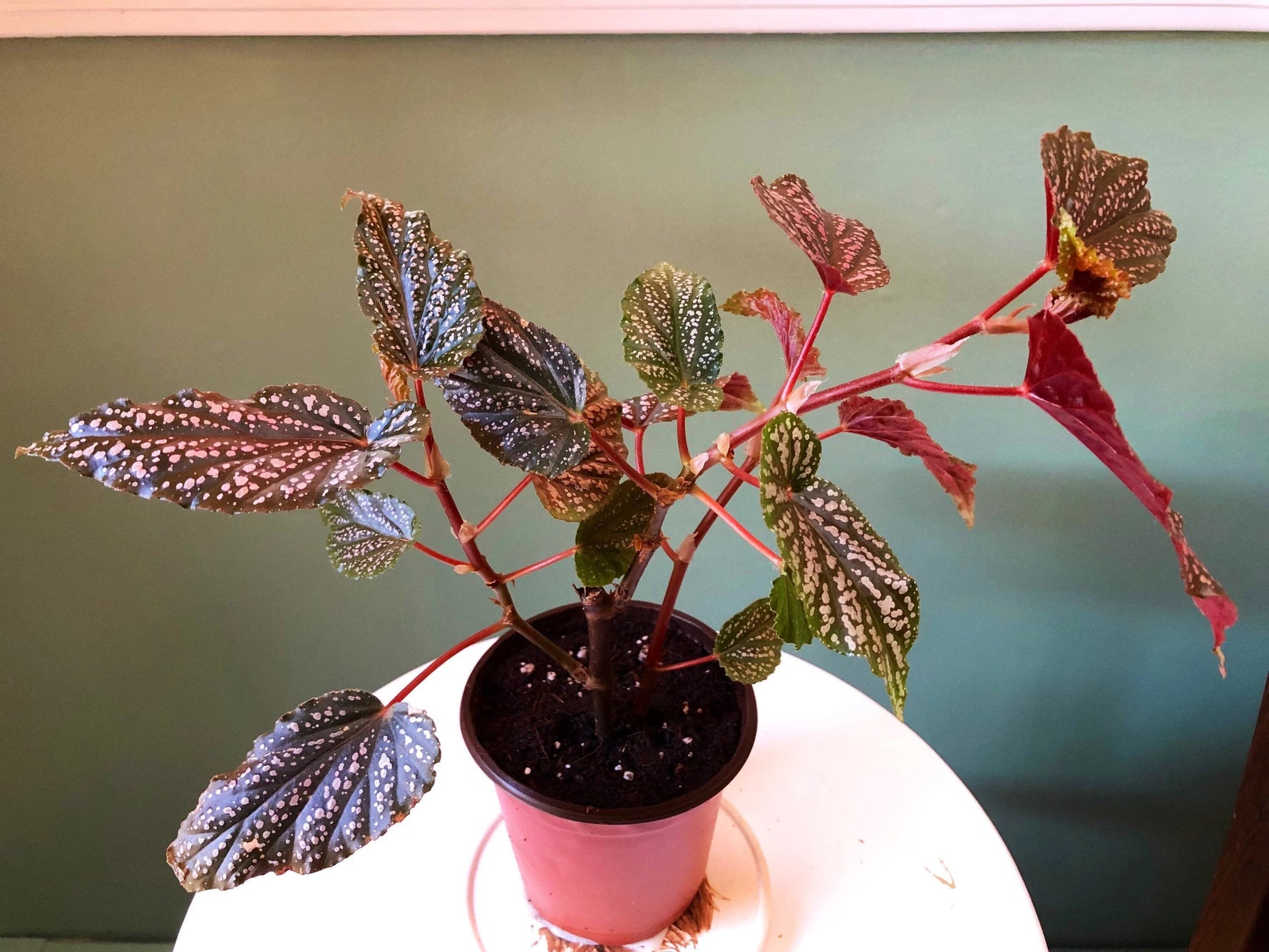 size reference for Angel Wing Begonia Benigo Pink Rooted Starter Plant live Begonia from Divine Roots
