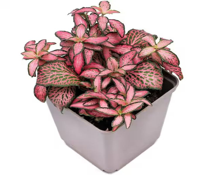 side profile of Fittonia Verschaffeltii Pink Rooted Starter Plant live houseplant from Divine Roots