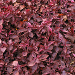 top view of Joseph’s Coat “Multi-Color Hedge” (Alternathera sp.) live houseplant from Divine Roots