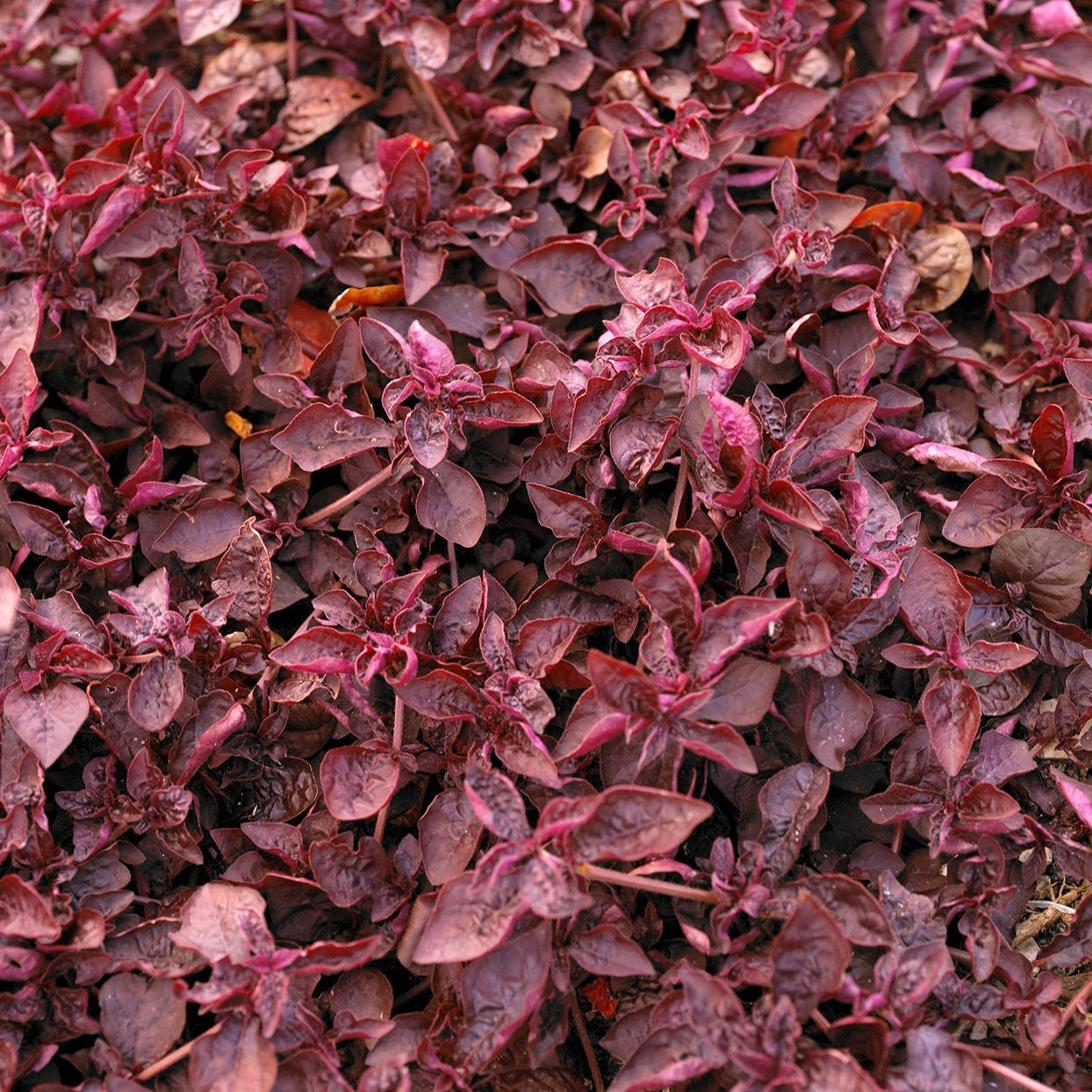 top view of Joseph’s Coat “Multi-Color Hedge” (Alternathera sp.) live houseplant from Divine Roots