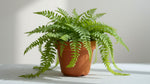 size reference for Boston Fern Massii live fern from Divine Roots