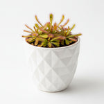 mature specimen of Sundew Drosera Spatulata live houseplant from Divine Roots