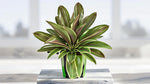 side profile of Cordyline Coffee Compacta 6" White Eco Pot decorative planter from Divine Roots
