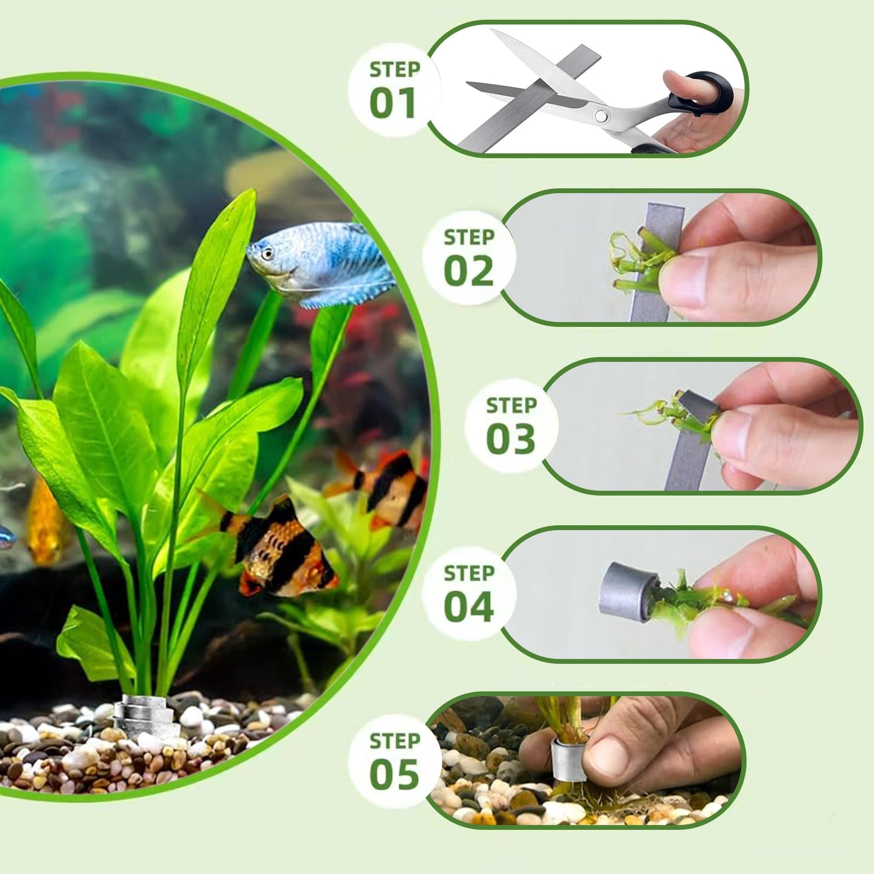 new growth on Aquatic Aquarium Plant Anchor Weights live houseplant from Divine Roots