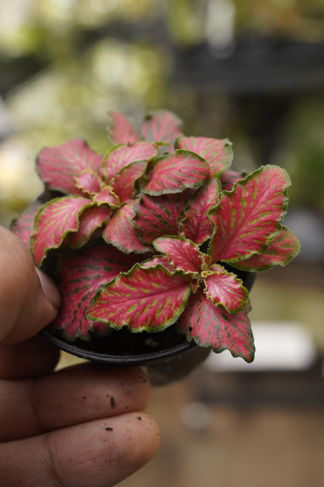 growth pattern of Fittonia Red Flame Rooted Starter Plant live houseplant from Divine Roots