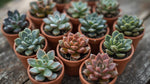 top view of Rosette Shaped Succulent Pack live succulent from Divine Roots