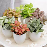 new growth on Fittonia Lovers Rooted Starter Plant live houseplant from Divine Roots