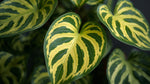 mature specimen of Philodendron Malay Gold (Lemon Lime) live Philodendron from Divine Roots
