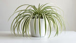 mature specimen of Chlorophytum Spider Reverse Rooted Starter Plant live spider plant from Divine Roots
