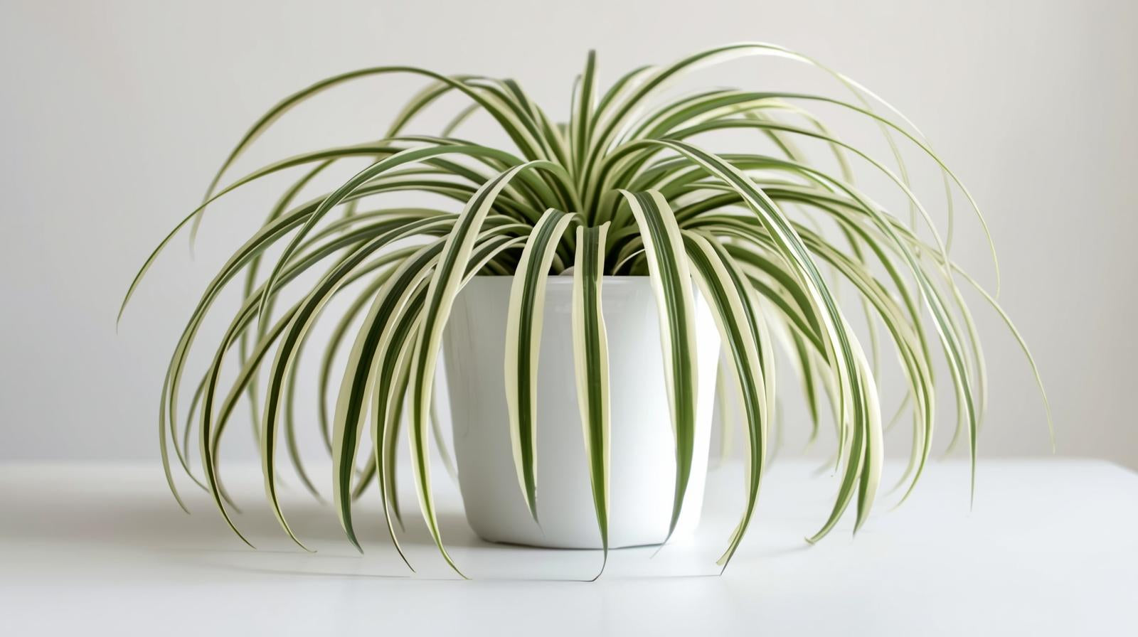 mature specimen of Chlorophytum Spider Reverse Rooted Starter Plant live spider plant from Divine Roots