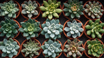 side profile of Sedum Succulent Plant Pack live succulent from Divine Roots
