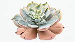 Echeveria lilacina live plant from Divine Roots — photo 11 of 12