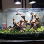 top view of Pacific Wood For Aquascaping live houseplant from Divine Roots
