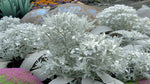 mature specimen of Artemesia Stellerinana Silver Brocade live houseplant from Divine Roots