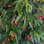Angel Wing Begonia Torch Rooted Starter Plant live Begonia from Divine Roots