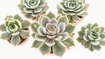 size reference for Echeveria Lola live succulent from Divine Roots