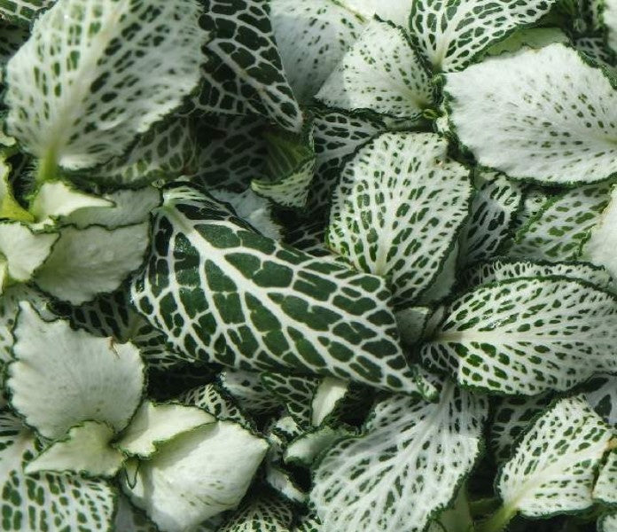 Fittonia Purple Snow Anne Rooted Starter Plant live houseplant from Divine Roots