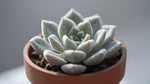 Echeveria Frosty live plant from Divine Roots — photo 4 of 10