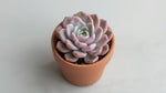 potted Echeveria Lola Rooted Starter Plant live succulent from Divine Roots