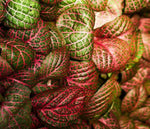Fittonia Red Flame Rooted Starter Plant live houseplant from Divine Roots