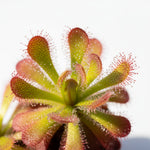 side profile of Sundew Drosera Spatulata live houseplant from Divine Roots