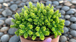 new growth on Sedum Acre Succulent Rooted Starter Plant live succulent from Divine Roots