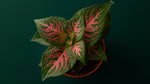 Episcia Pink Panther Rooted Starter Plant live succulent from Divine Roots