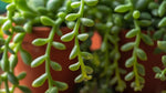 Senecio Peregrinus String of Dolphins live succulent from Divine Roots