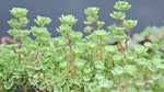 potted Sedum Spurium John Creech live succulent from Divine Roots