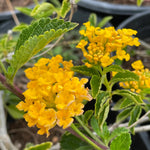 Lantana Spreading Gold Rooted Starter Plant live houseplant from Divine Roots