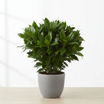 detail shot of Janet Craig Pineapple Plant Dracaena Compacta live Dracaena from Divine Roots