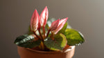 close-up detail of Begonia Double Lady Francis Pink live Begonia from Divine Roots