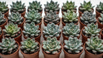 side profile of Echeveria Succulent Plant Pack live succulent from Divine Roots