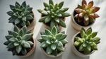growth pattern of Pet Friendly Succulent Pack live succulent from Divine Roots