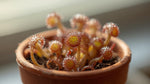 potted Sundew Drosera Spatulata Rooted Starter Plant live houseplant from Divine Roots
