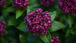 new growth on Lantana camara 'Dark Purple' live houseplant from Divine Roots