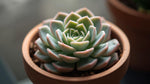 new growth on Echeveria Prolifica Succulent live succulent from Divine Roots