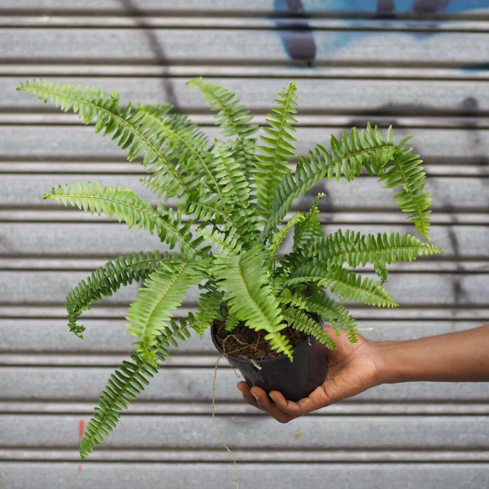 mature specimen of Emerald Queen Australian Sword Fern Rooted Starter Plant live fern from Divine Roots