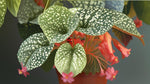 size reference for Angel Wing Begonia Snow Capped live Begonia from Divine Roots