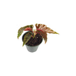 top view of Angel Wing Begonia Torch live Begonia from Divine Roots