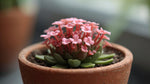 side profile of Episcia Pink Panther Succulent live succulent from Divine Roots